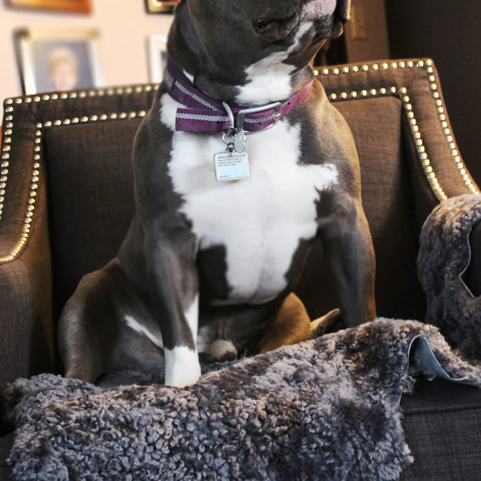 Dog sitting on a couch with a blanket, wearing a collar with a tag.