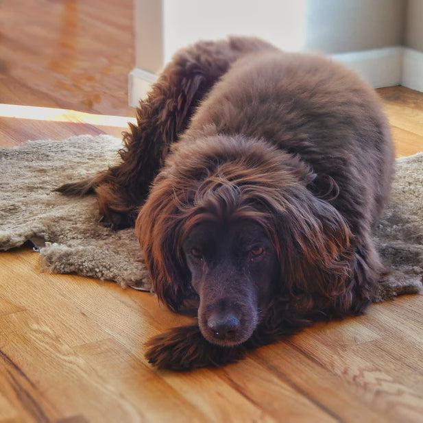 Brown dog lying on a wooden floor with a rug