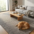 Dog lying on a rug in a modern living room with a coffee table and sofa.