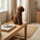 Brown dog sitting on a wooden table in a room with curtains and a rug.
