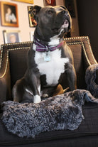 Dog sitting on a couch with a blanket, wearing a collar with a tag.