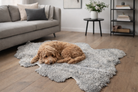 Dog lying on a textured rug in a living room with a couch and decor.