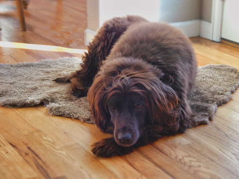 Brown dog lying on a wooden floor with a rug