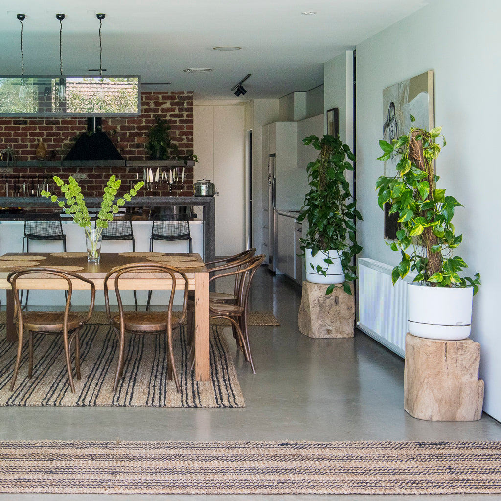 Modern kitchen and dining area with wooden furniture and potted plants.